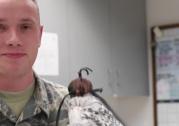 United States Air Force Academy Falconry Team