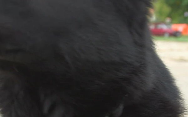 #WeAreNATO - The Romanian Search &amp; Rescue dog master, B-Roll