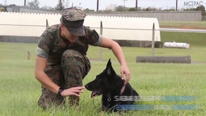 Military Working Dog: Meet Saba