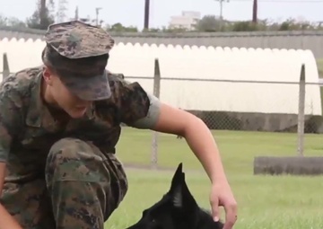 Military Working Dog: Meet Saba