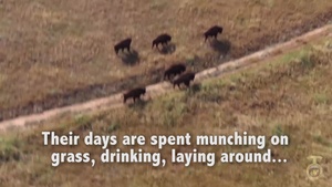 National Bison Day