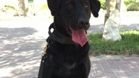 Military Working Dog Given Final Honors