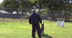 Reporting For Duty: Military Working Dogs