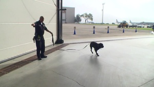Alert Facility K-9