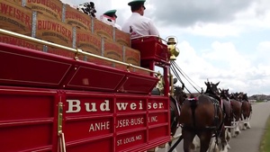 Budweiser Clydesdales Visit 119th Wing