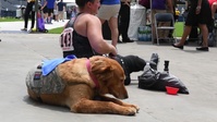 Service Animals of the Warrior Games