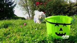 Halloween Has Gone to the Dogs!