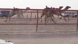35th Infantry Division Soliders attend Kuwaiti camel races