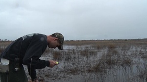 Watching Over The Wetlands