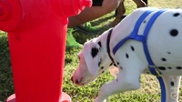 Third Annual Tails and Trails 4k Walk