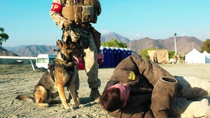 U.S. Marines Showcase K-9 Training During Native Fury 18