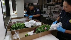CBP Flower Inspection B-Roll