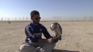Kuwaiti Falconers