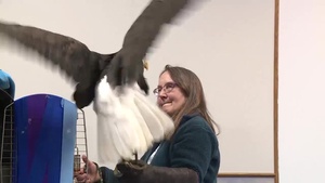 Bald Eagle Days