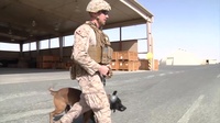 Military Working Dog MEDEVAC Training
