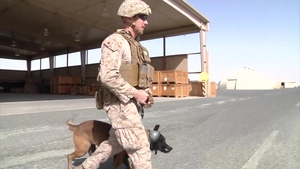Military Working Dog MEDEVAC Training