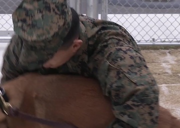 MCAS Iwakuni base vet clinic supports military working dogs, family pets (B-Roll)