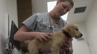 MCAS Iwakuni Base Vet Clinic supports military working dogs, family pets (Package/Pkg)
