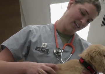 MCAS Iwakuni Base Vet Clinic supports military working dogs, family pets (Package/Pkg)