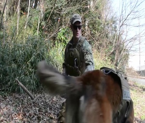 Joint K9 Veterans Day