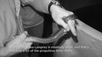Sea Lamprey Anatomy
