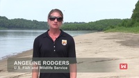 Lower Mississippi River Pallid Sturgeon