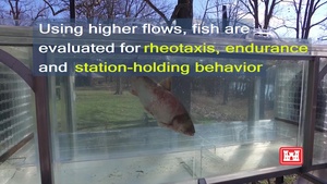 Asian Carp IACUC Video