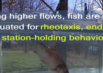 Asian Carp IACUC Video
