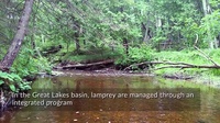 Enhancing Sea Lamprey Control