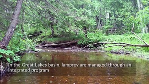 Enhancing Sea Lamprey Control