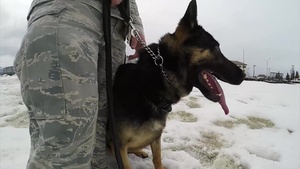 Security Forces Military Dog Bite