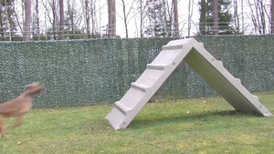 100th Military Police Detachment's Military Working Dogs Annual Certification