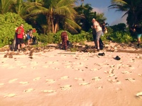 Diego Garcia Personnel Clean the Beaches