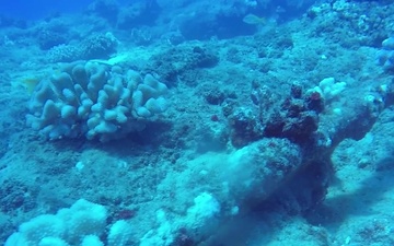 7th Dive underwater footage