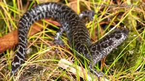 Hurlburt and Eglin work to save endangered Reticulated Flatwoods Salamander