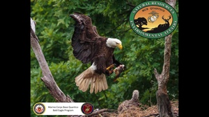 Quantico Bald Eagle Program