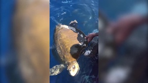Coast Guard crew rescues sea turtle