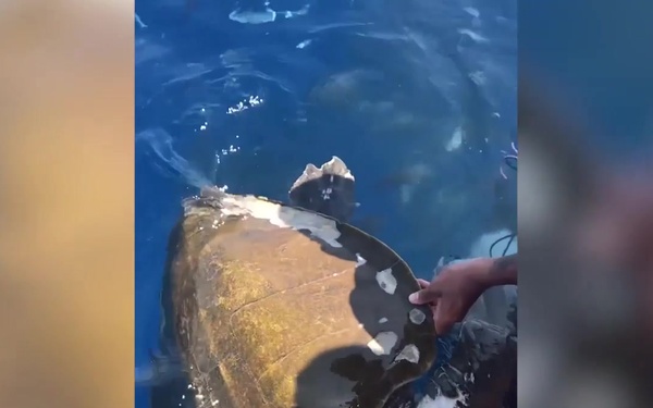 Coast Guard crew rescues sea turtle