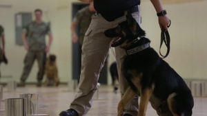 (B-Roll) Camp Pendleton Marines organize regional ATF K9 training