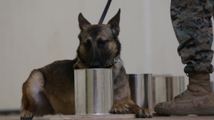 (B-Roll) Camp Pendleton Marines organize ATF K9 training