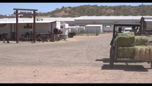 Operation Guardian Support - Horse Patrol Unit assist at the Nogales Border Patrol Station