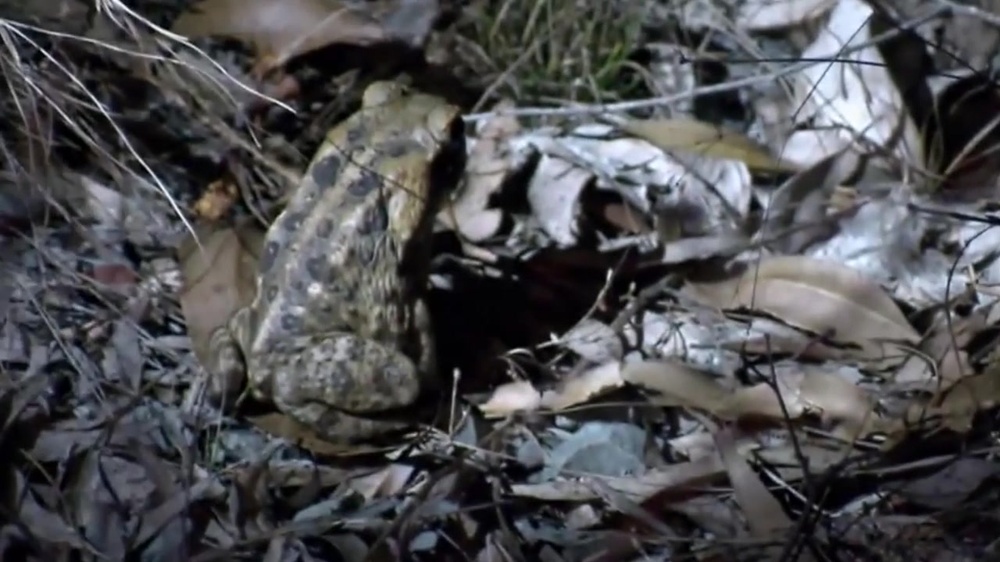 DVIDS - Video - Warning About Cane Toads