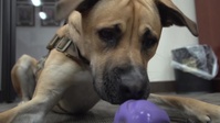 Lingo the Morale Dog