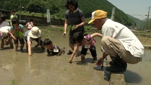 MCAS Iwakuni Community Take Part in Local Rice Planting (B-Roll)