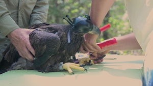 Where Eaglets Dare