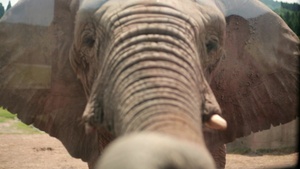 Iwakuni Families Take Voyage to Safari Land