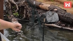 Buffalo River sub-aquatic vegetation project update