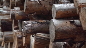 Tree harvesting nurtures nature