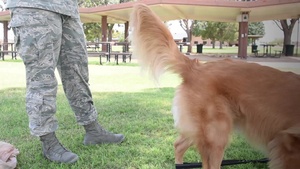 Pet Safety