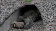 EOD Teams From Four Nations Train Together On IED Removal During RIMPAC